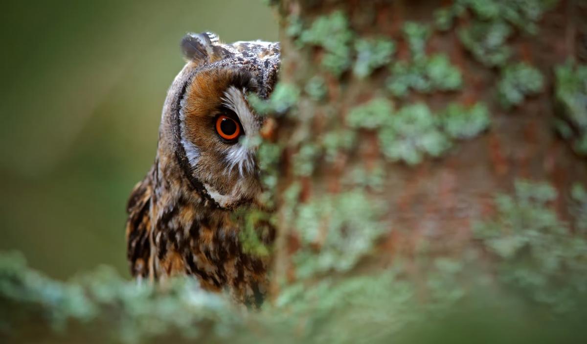 ‘Golden Owl’ Treasure Hunt in France Comes to an End After 31 Years