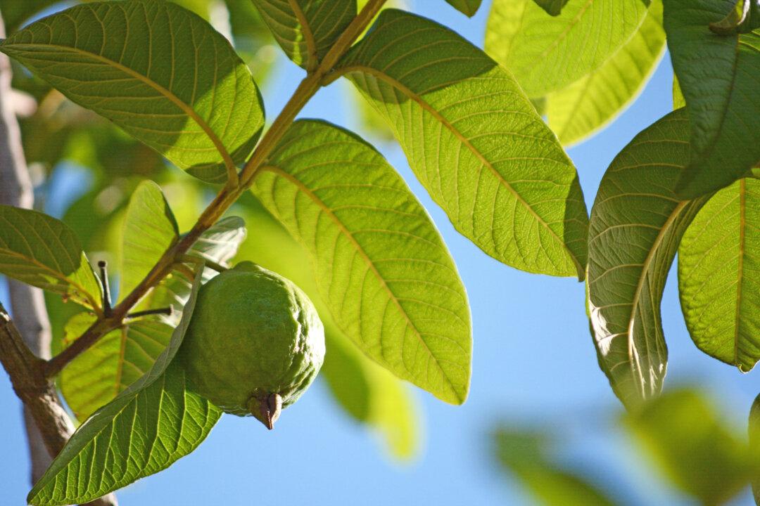 Humble Guava Leaf Harbors Hope Against Cancer’s Scourge