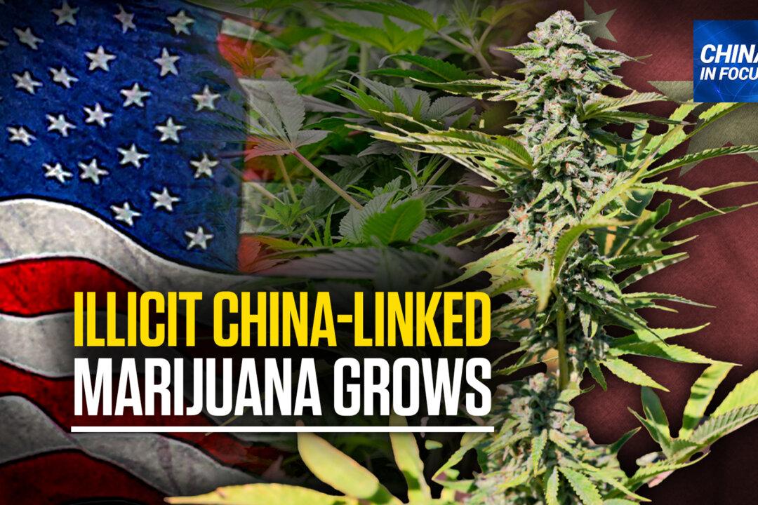 Illicit Chinese Marijuana Grows: Lawmakers Concerned