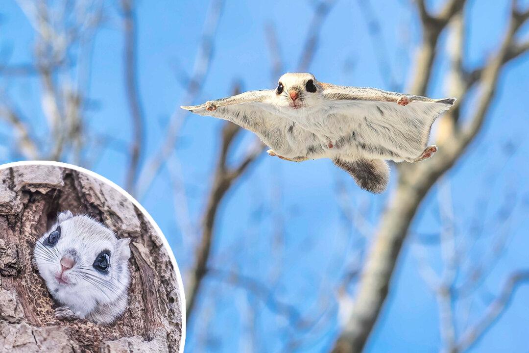 Flying Squirrels: Adorable ‘Forest Ninjas,’ Snapped Gliding Between Tree Branches in Japan