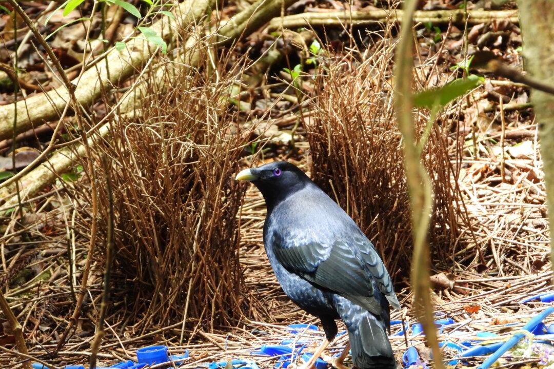Clear Bottle Lids to Save Birds: Wildlife Groups