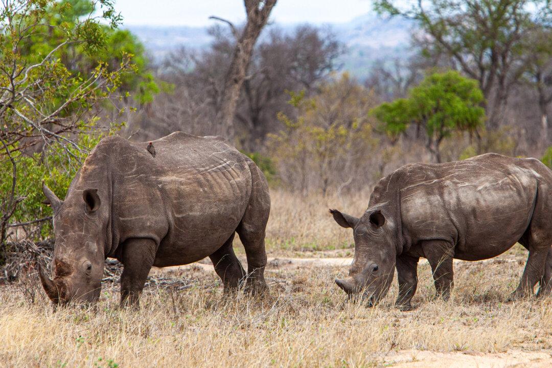 The Do’s and Don’ts of an African Safari