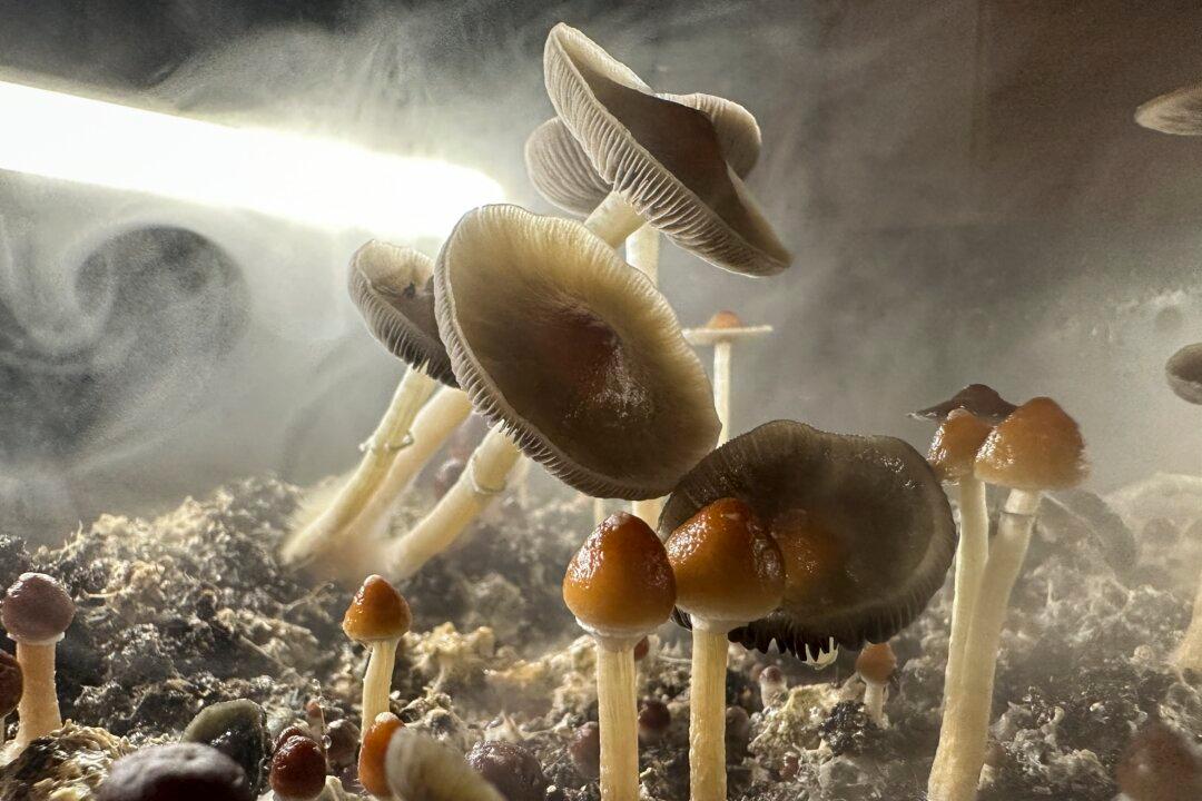 Revamped ‘Magic Mushroom’ Bill Proposes Legal Psychedelic Therapy in California
