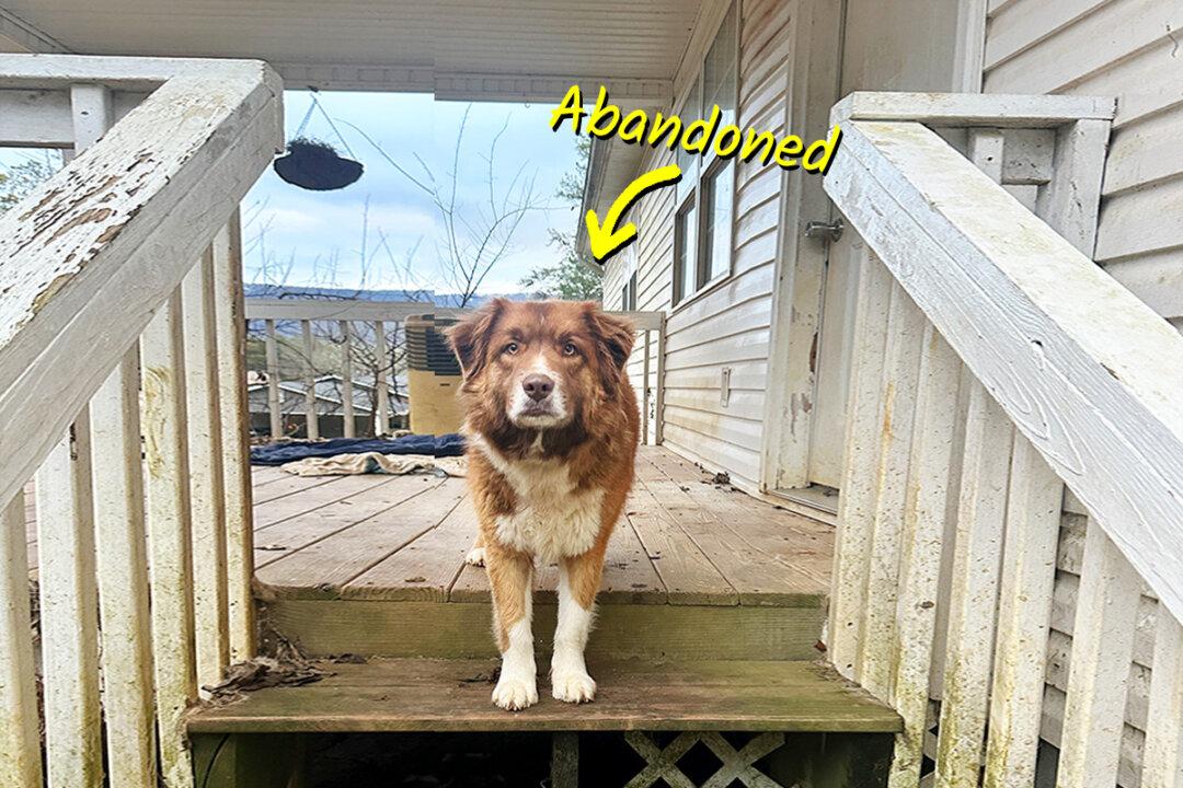 Loyal Dog Patiently Waits for Owners Who Broke Up, Moved House—and Left Her Behind: VIDEO