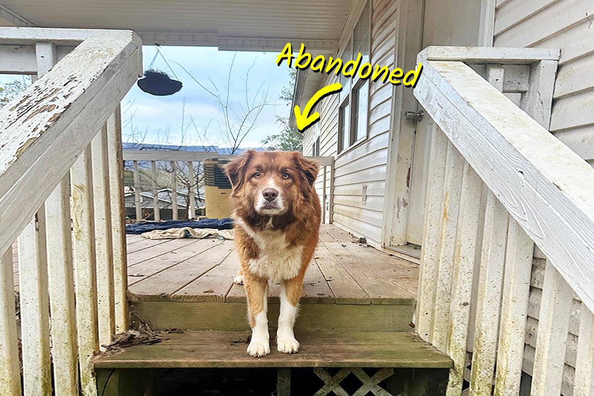 Loyal Dog Patiently Waits for Owners Who Broke Up, Moved House—and Left Her Behind: VIDEO