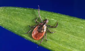 Tick Bite Causes Temporary Paralysis of 6-Year-Old in BC