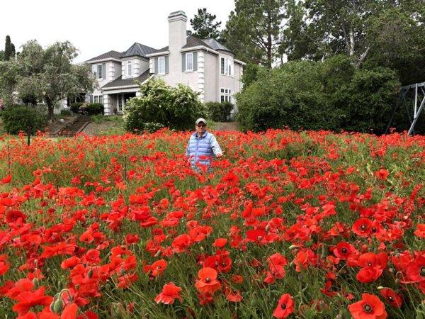 The home of champion giant pumpkin grower, Vince Zunino, in Los Altos Hills, California. (Courtesy of Vince Zunino)