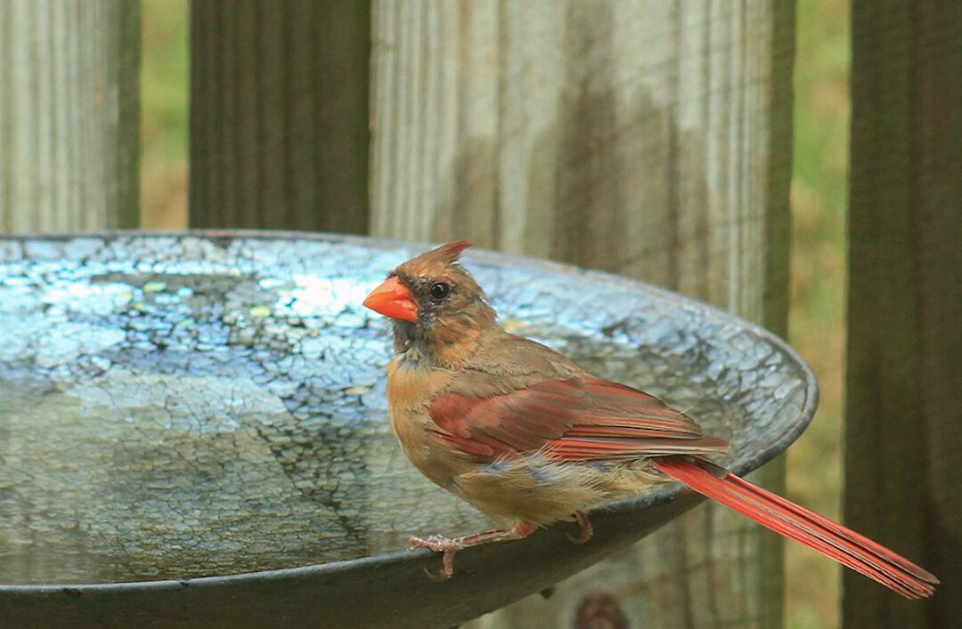 Get a Jump-Start on Managing Plant Pests