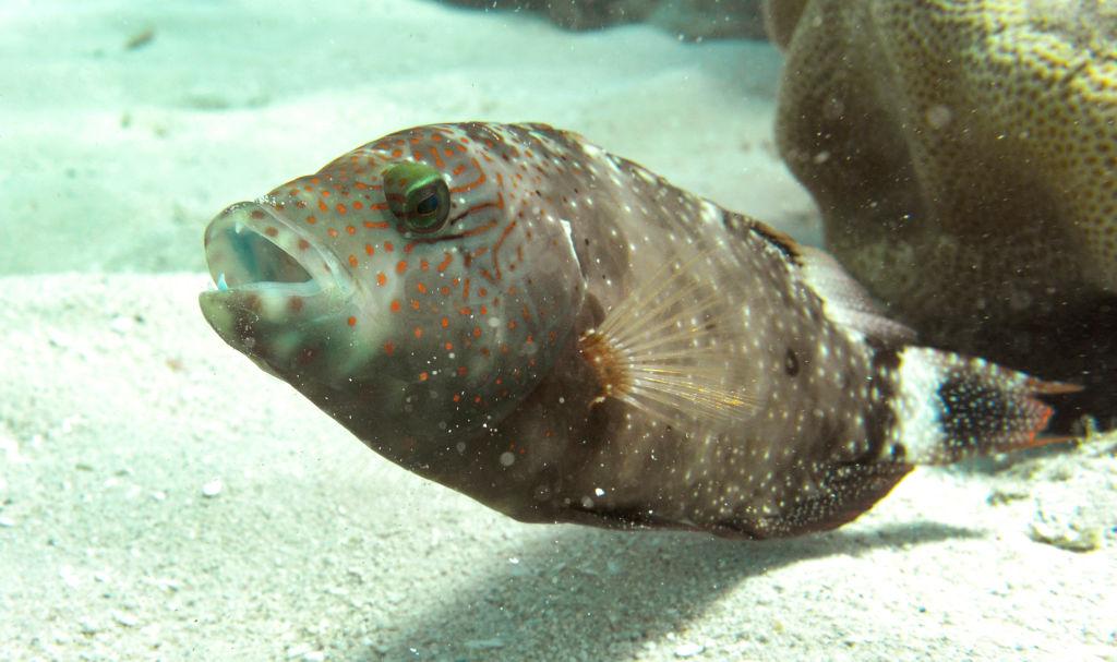 Major Island Off Queensland Coast Could Be Given New ‘Indigenous Name’