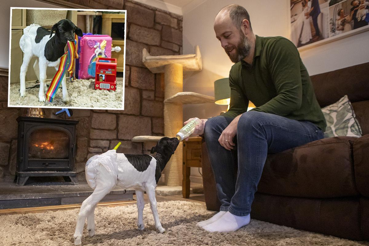 Dedicated Farm Manager Hand-Raises Lamb Who Was Born ‘Too Weak to Be Fed’