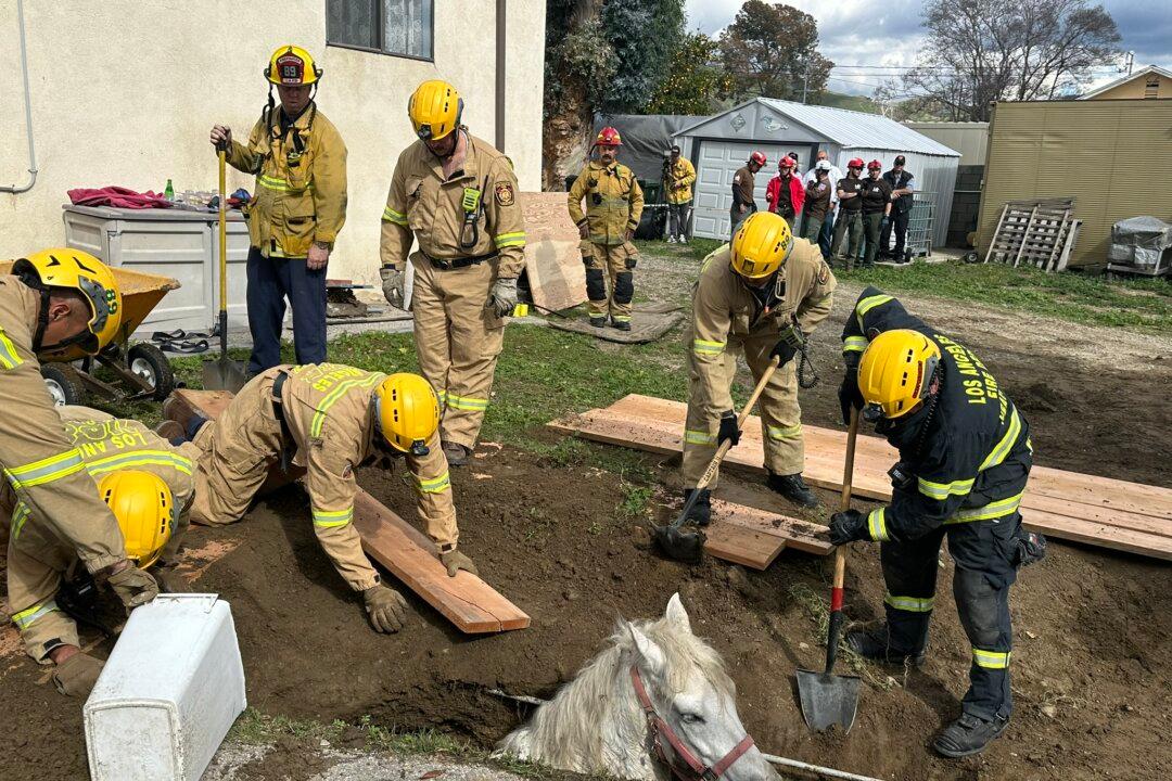 Horse Named Lucky Rescued From Sinkhole in San Fernando Valley