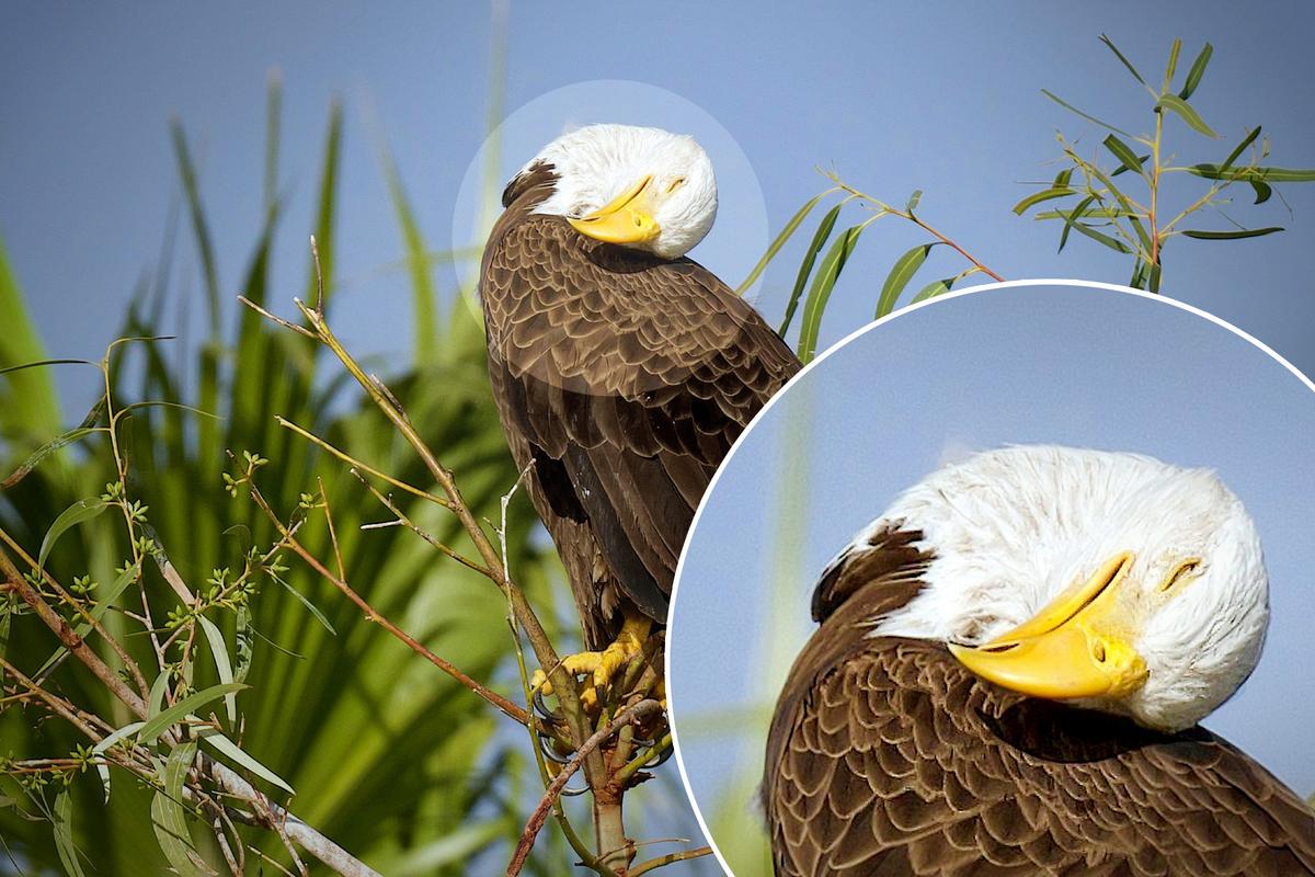 Bird Photographer Captures Bald Eagle Dad Taking a Break From Parenting—And He Looks Dead Tired