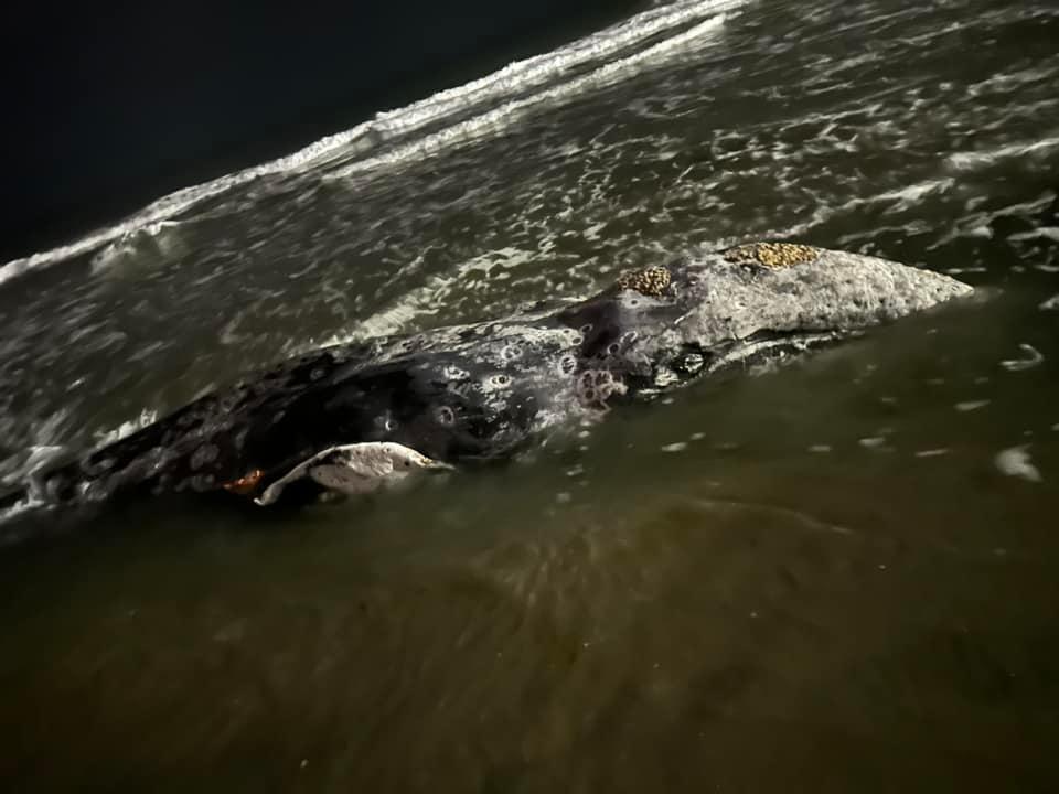 Young Gray Whale Washes Ashore in Malibu