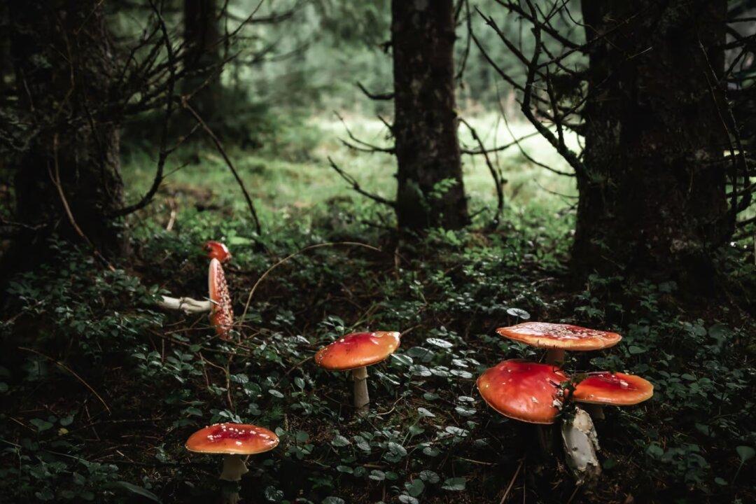 The Fairy Tale of Pandemic Risk