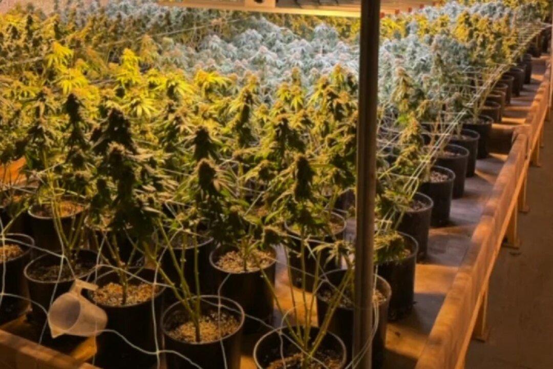 4 Chinese Nationals Arrested as Georgia Authorities Allege Illicit $22 Million Marijuana Farm