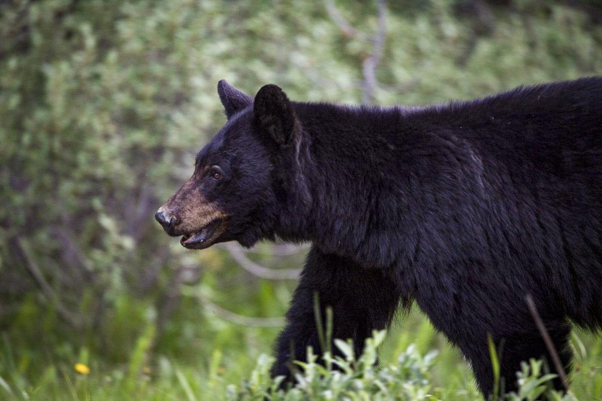 Teenage Boy Recovering From Injuries After Being Mauled by Black Bear Inside Family Cabin