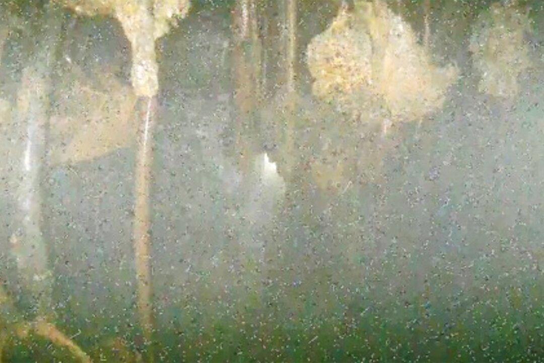 Images Taken Deep Inside Melted Fukushima Reactor Show Damage, but Leave Many Questions Unanswered