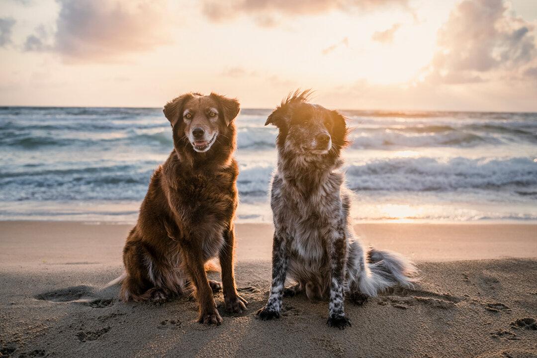 Photographer Rescues 2 Dogs From the Streets, They Are Now Enjoying Life Traveling to Europe’s Most Scenic Spots