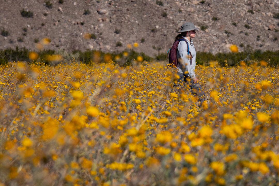 California Deserts Come Alive With Wildflower Blooms