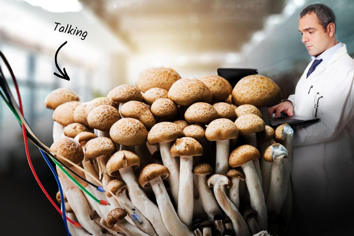 Scientists Use Electrodes to Discover Fungi Speak Words, Own Language—In Some Ways Like English