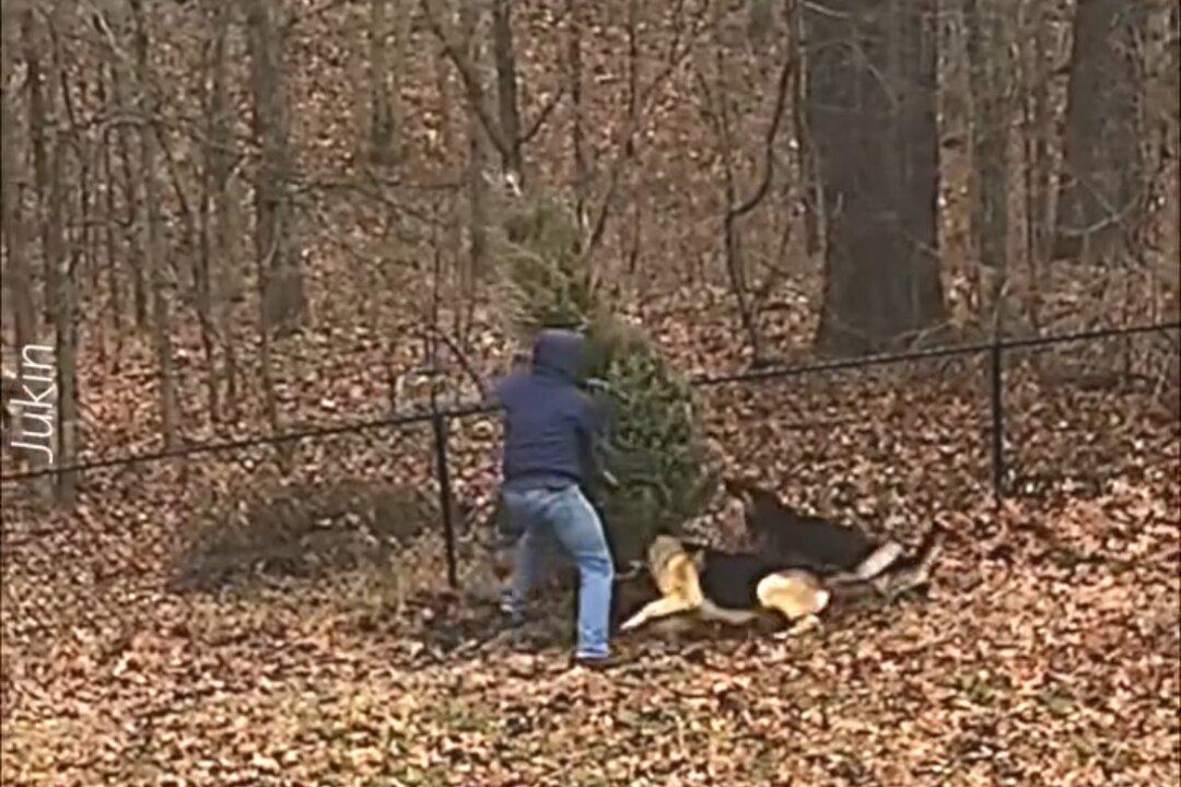 Dogs and Owner Play Tug-of-War With Christmas Tree