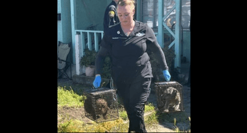 Police Arrest 3, Rescue 86 Dogs, Elderly Woman and Girl at Northern California Home