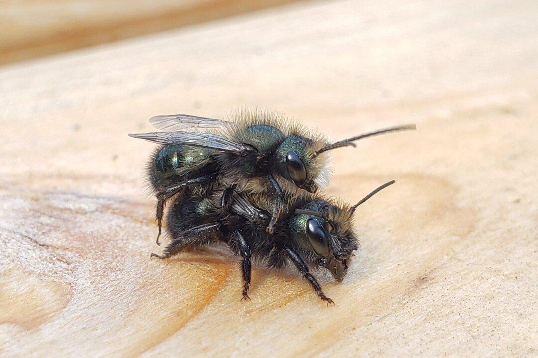 Borrow a Bee Colony? West Vancouver Library Loans out Pollinators