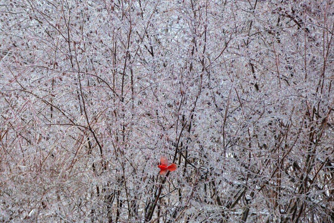 Spring Storm Lashes Central US With Snow and Threatens South With Severe Weather