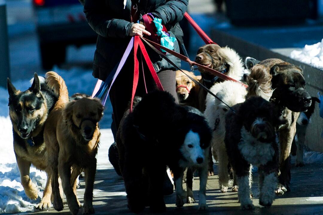 Toronto Crackdown on Dangerous Dog Owners Includes Muzzles, Signs, Home Visits