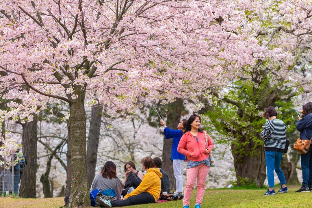 Toronto’s Magical Cherry Blossom Season Should Reach Full Bloom Next Week
