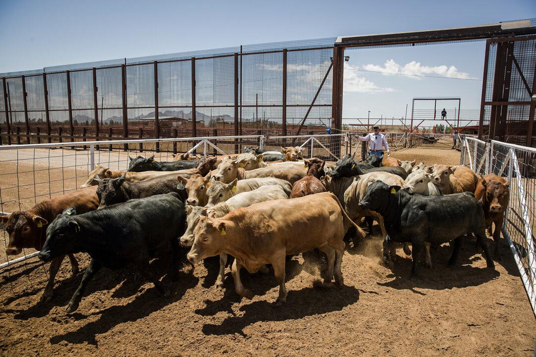 US, Mexico Reach Agreement to Combat Cattle-Infesting Fly