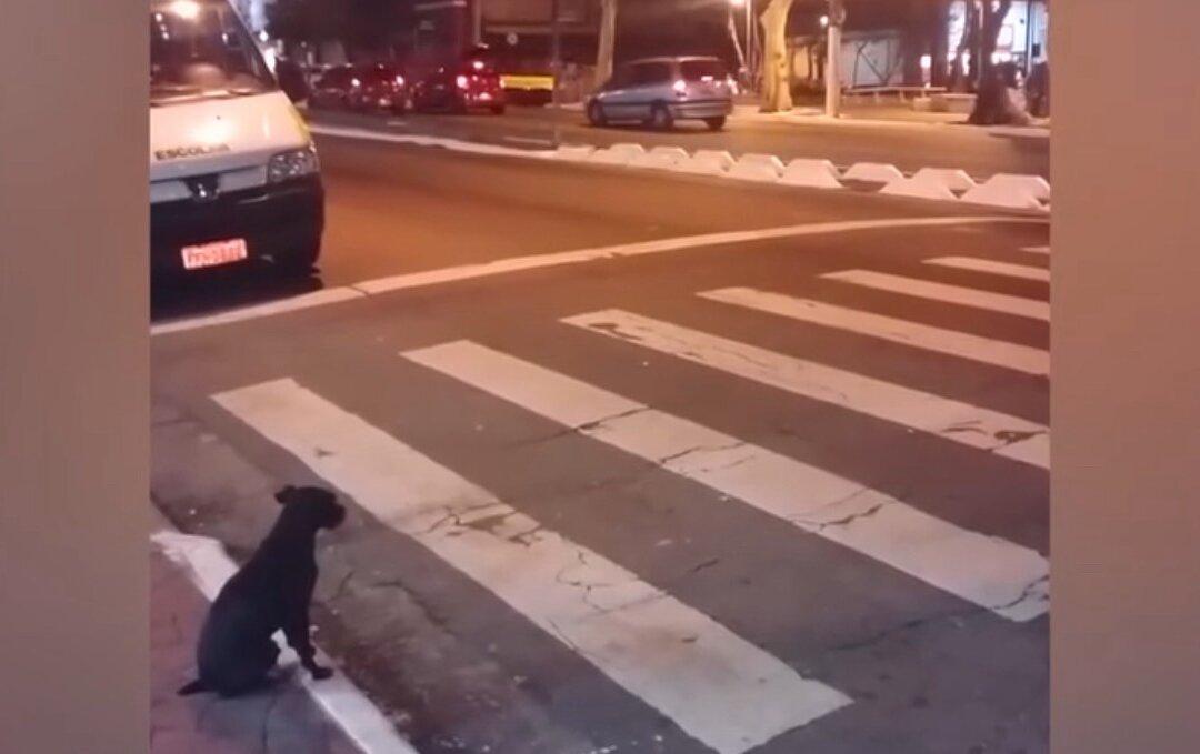 Smart Dog at Crosswalk Knows Its Green Cross Code