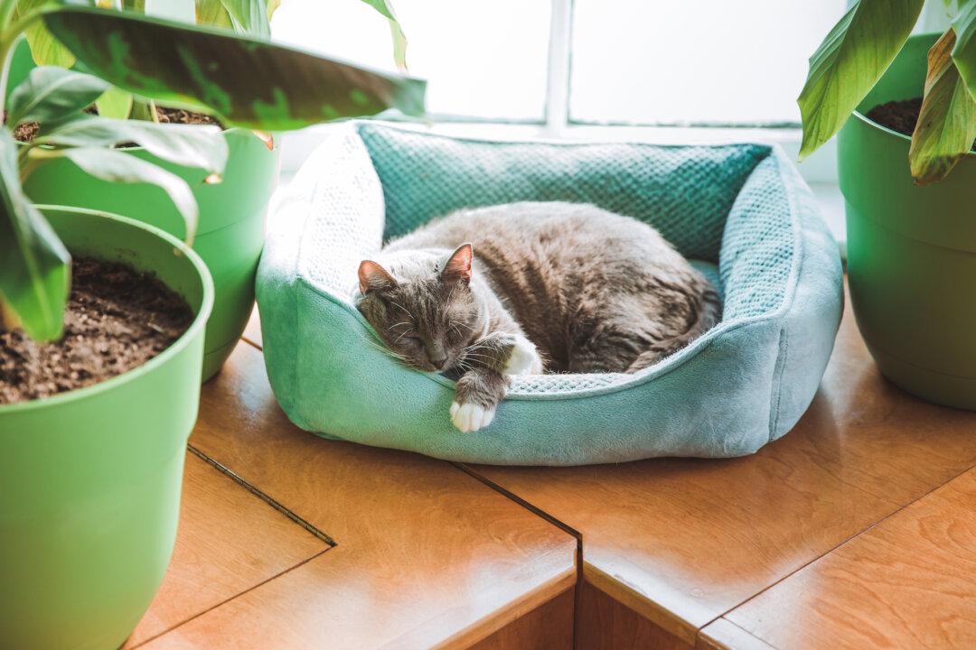 12 Home Decor Tips for a Mental Health Boost