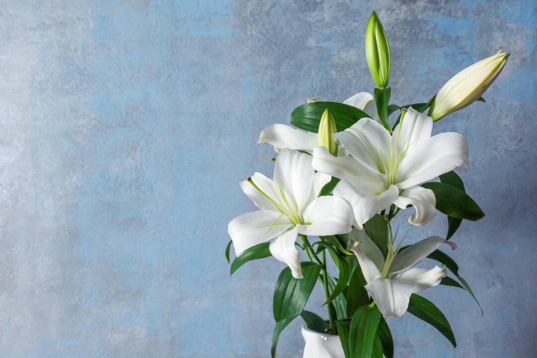 Easter Lilies