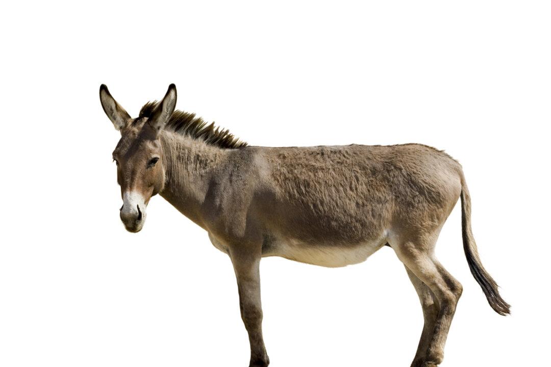 Alphonse Daudet’s Short Story, ‘The Pope’s Mule’