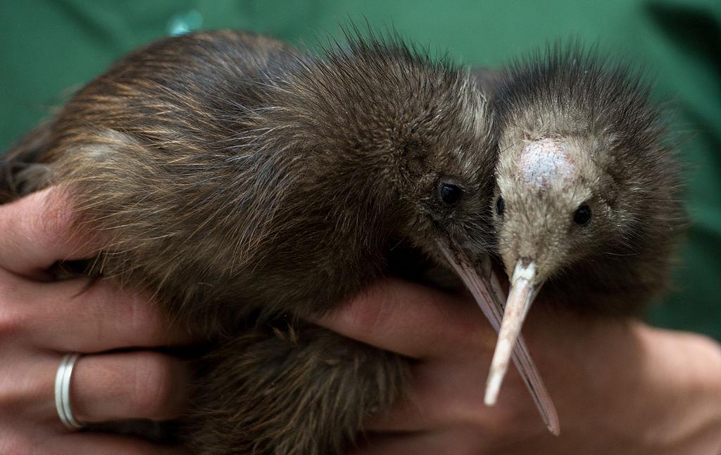 NZ’s Conservation Department Spent Nearly $500,000 to Eradicate One Stoat