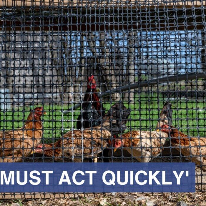 Major Egg Producer Detects Bird Flu, Must Kill Nearly 2 Million Chickens