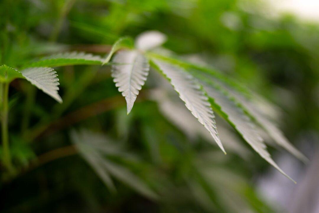 Massachusetts Approves Pot Pardon Policy