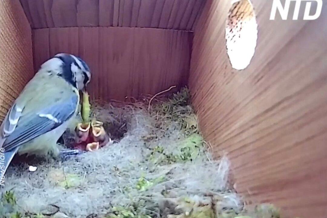 Wildlife Fan Stunned After He Sets Up Camera Inside Bird Box and Attracts 41 Million Fans Worldwide