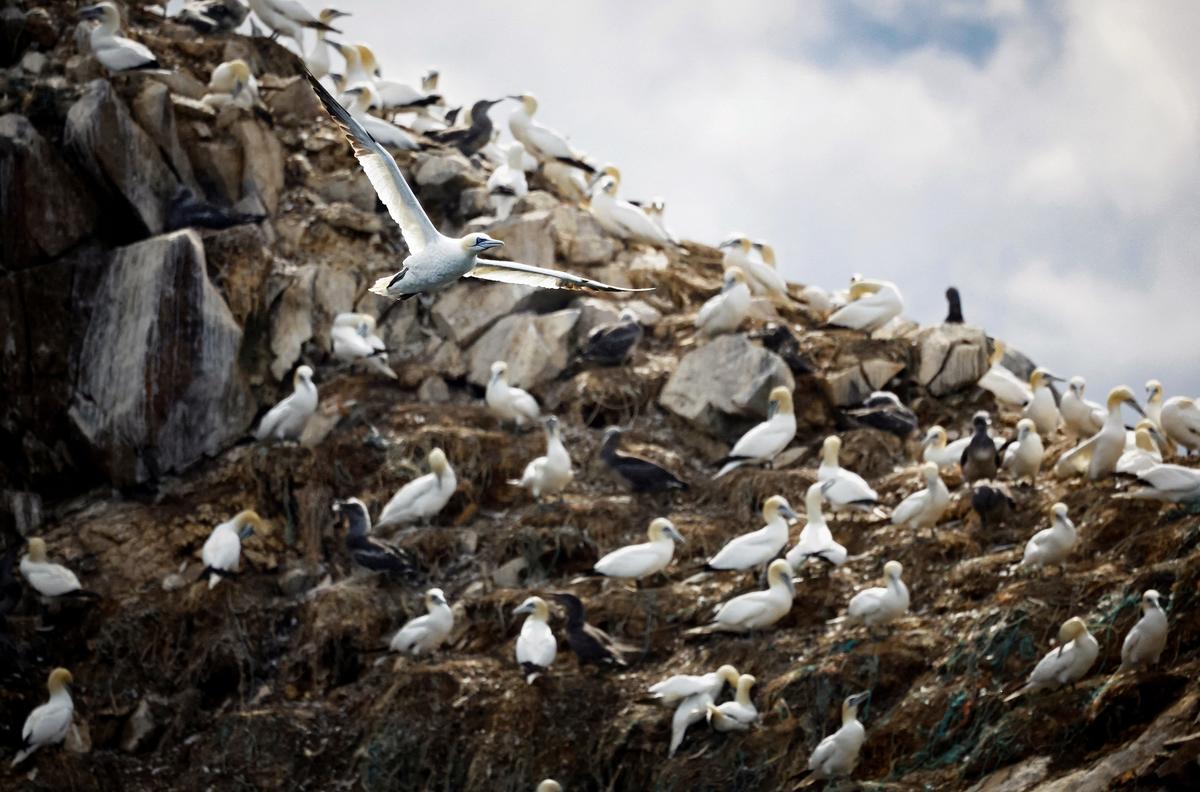 Europe Warns of ‘Lack of Immune Defenses’ Among Humans If Bird Flu Changes