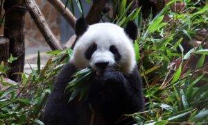 San Francisco Mayor Heading to China, Emphasizing Tourism and ‘Panda Diplomacy’