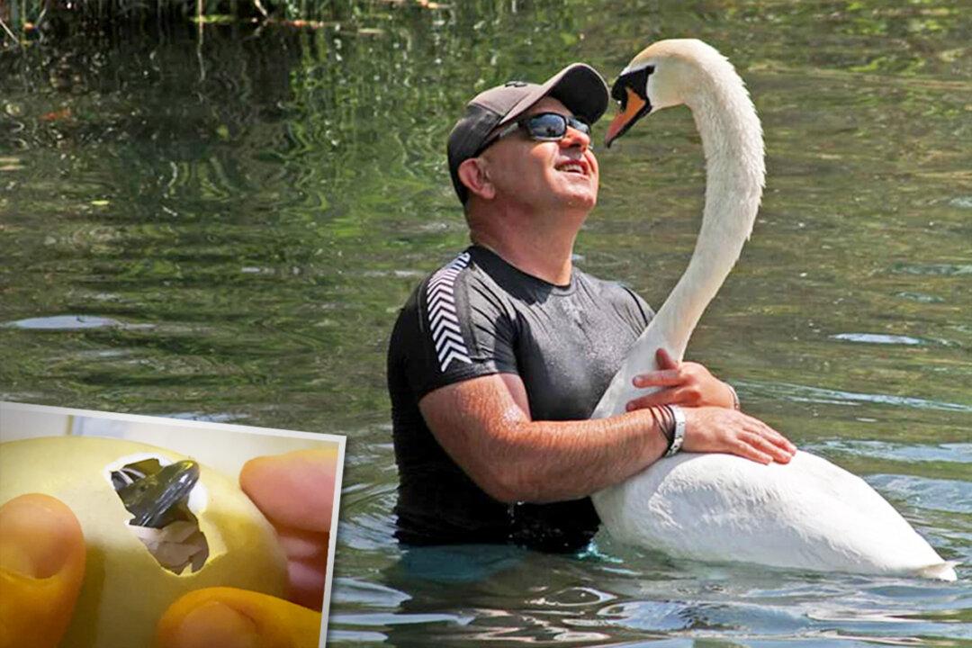 Man Cares For Swan Since He Was 2 Days Old—They’ve Been Inseparable for 4 Years Now