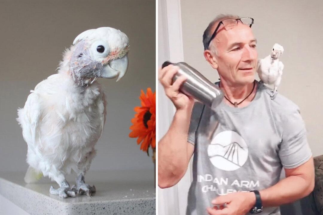 Rescued Cockatoo Determined to Make Man Who Doesn’t Like Pets Fall in Love With Her—And She’s Successful