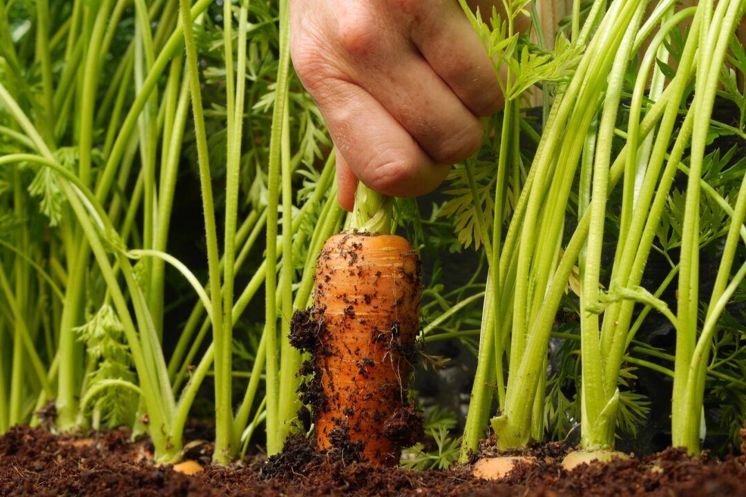 Top 5 Brilliant Hacks to Kick-Start Your Vegetable Garden