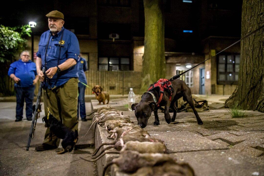 New York Suffers Record Rise in Potentially Deadly Disease Caused by Rat Urine