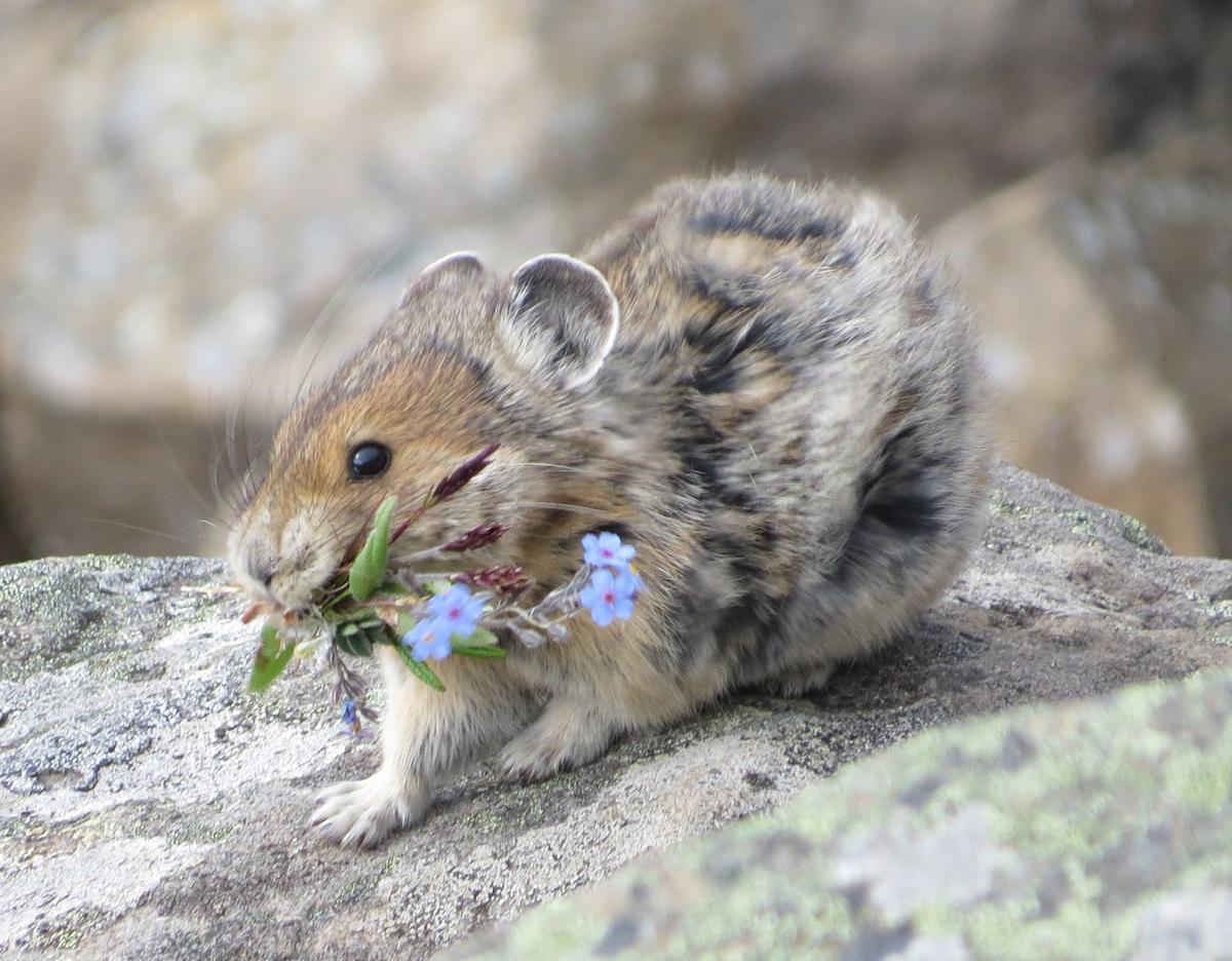 (<a href="https://en.wikipedia.org/wiki/File:American_pika_(ochotona_princeps)_with_a_mouthful_of_flowers.jpg">Frédéric Dulude-de Broin</a>/CC BY-SA 4.0 DEED)