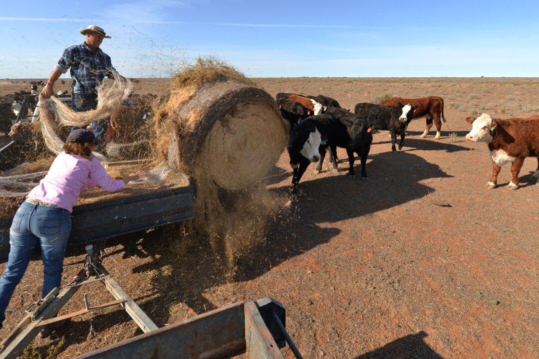 Australia Concerned EU ‘Deforestation’ Rules Could Impact Cattle Trade