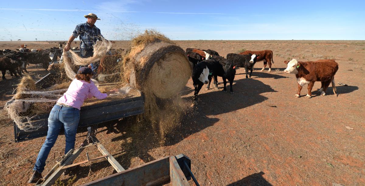 Australia Concerned EU ‘Deforestation’ Rules Could Impact Cattle Trade