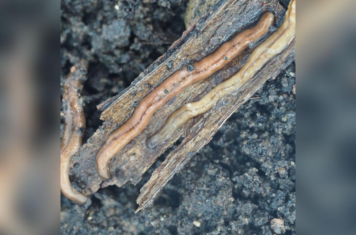 Predatory Toxic Worms Spotted in Ontario, Harmful to Pets, Children