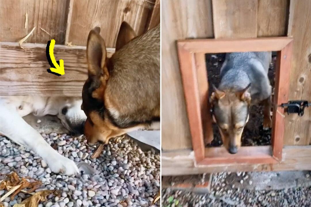 Neighbors Build Secret Dog Door in the Fence—See Their Canines’ Happy Reaction